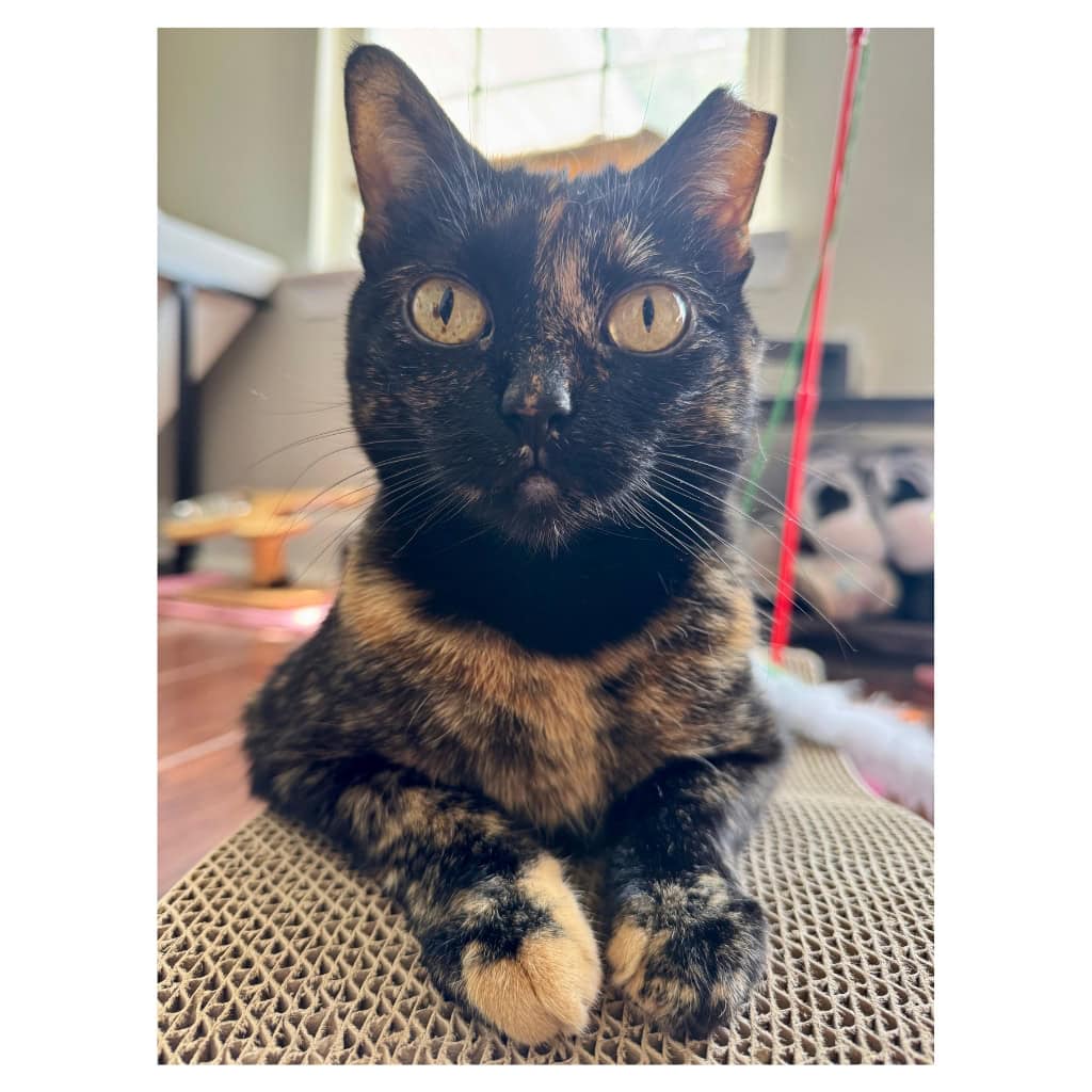 Truffles the Tortie Plushie
