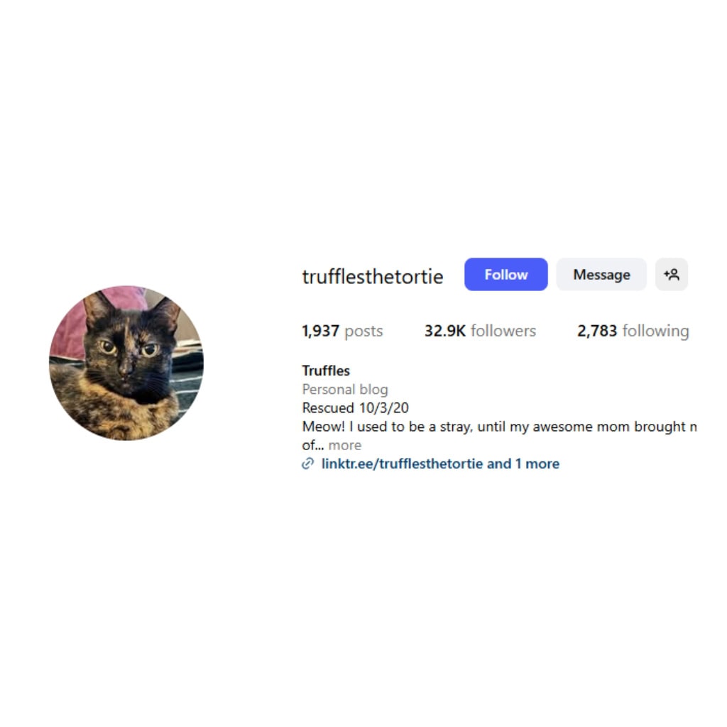 Truffles the Tortie Plushie