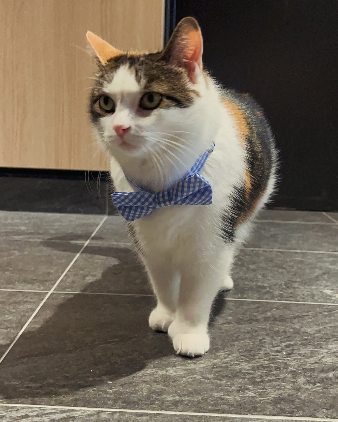 Elie The Hallway Cat Plushie